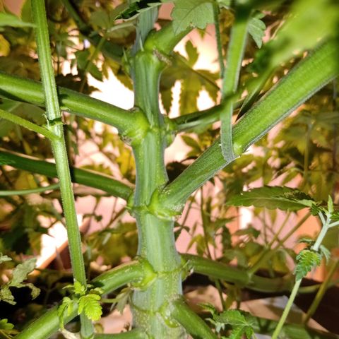 Northern Lights #1 growlog timeline photo