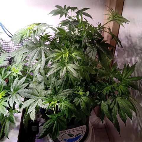 Northern Lights #2 growlog timeline photo