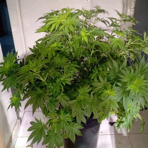 Northern Lights #1 growlog timeline photo