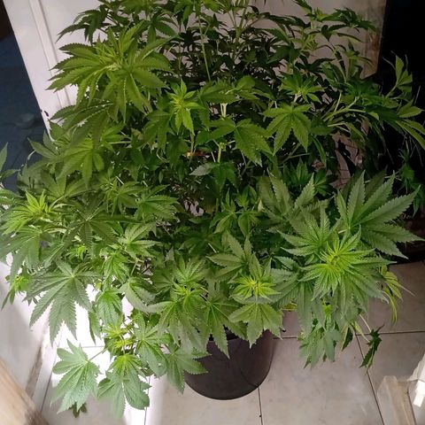 Northern Lights #1 growlog timeline photo