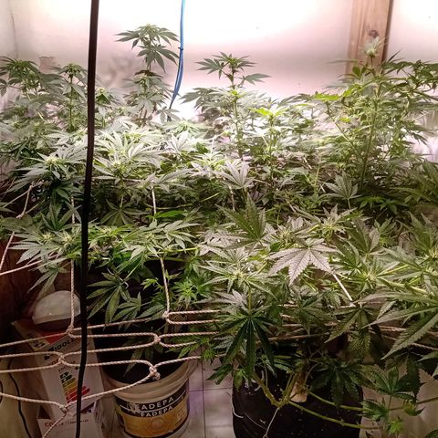 Northern Lights #2 growlog timeline photo