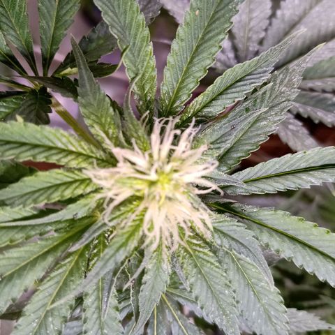 Northern Lights #2 growlog timeline photo