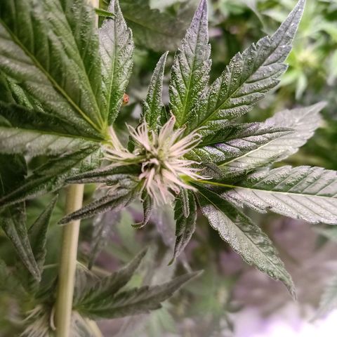 Northern Lights #1 growlog timeline photo