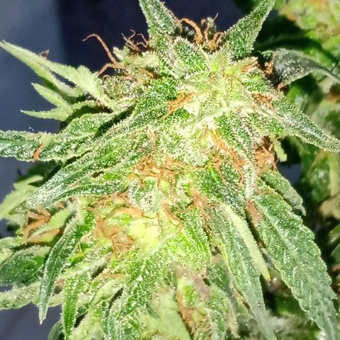 Northern Lights #2 growlog timeline photo