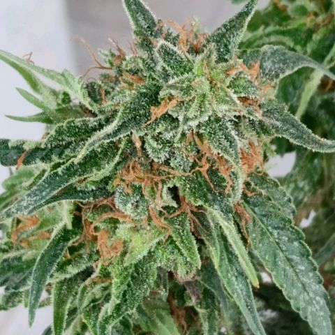 Northern Lights #2 growlog timeline photo