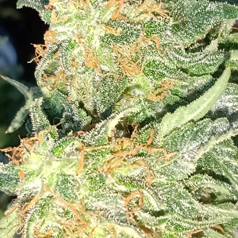 Northern Lights #2 growlog timeline photo