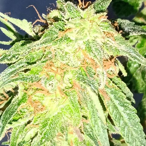 Northern Lights #2 growlog timeline photo