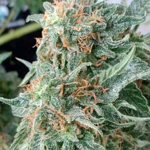 Northern Lights #2 growlog timeline photo