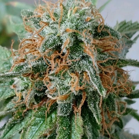 Northern Lights #2 growlog timeline photo