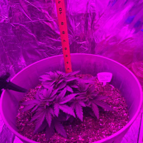 Gush Mintz growlog timeline photo