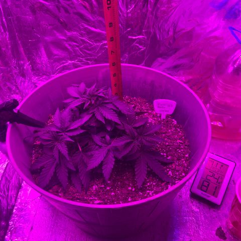 Gush Mintz growlog timeline photo