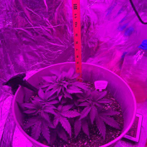 Gush Mintz growlog timeline photo