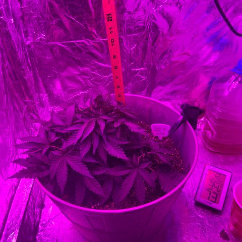 Gush Mintz growlog timeline photo