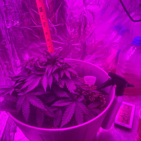 Gush Mintz growlog timeline photo