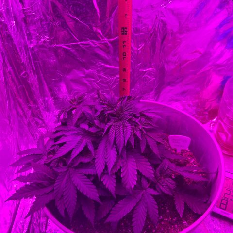 Gush Mintz growlog timeline photo