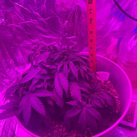 Gush Mintz growlog timeline photo