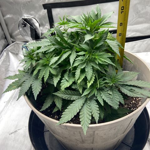 Gush Mintz growlog timeline photo