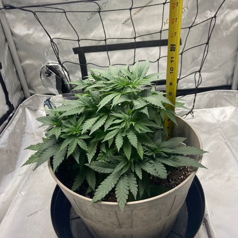 Gush Mintz growlog timeline photo