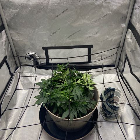 Gush Mintz growlog photo: Started SCROG net
-7:42pm