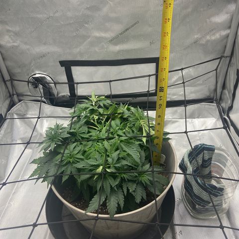 Gush Mintz growlog timeline photo