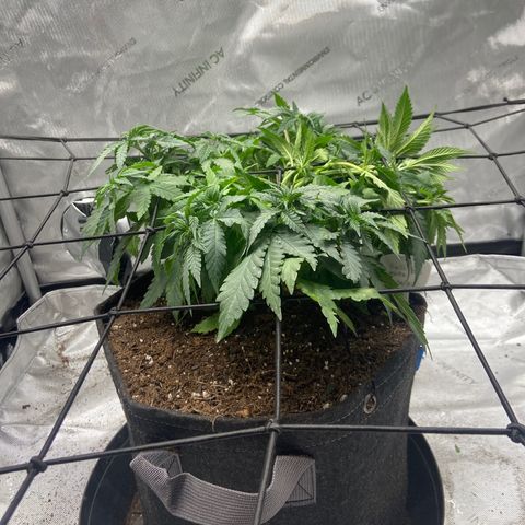 Gush Mintz growlog photo: After transplant, wire to hold up main stalk, and reinstalled scrog net