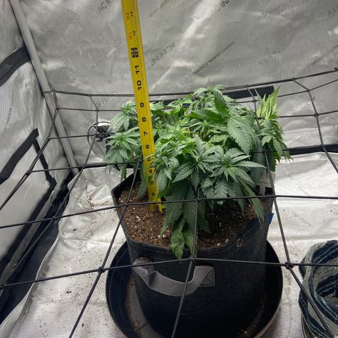 Gush Mintz growlog photo: -7:48pm