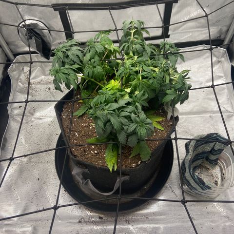 Gush Mintz growlog photo: -12:26pm