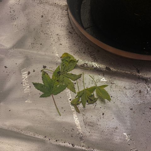 Gush Mintz growlog photo: Trimmed some of the lower dying leaves