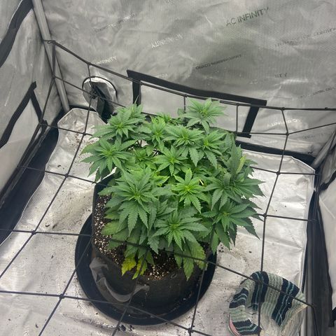 Gush Mintz growlog timeline photo