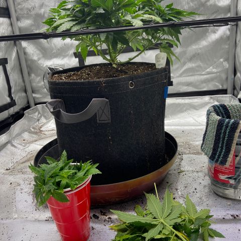 Gush Mintz growlog photo: -5:19pm