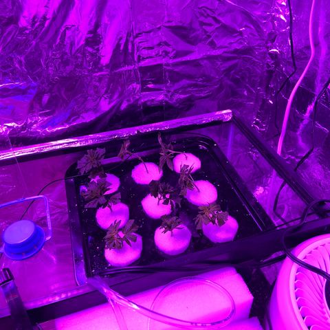 Gush Mintz growlog photo: Left - Rootech Hormone
Middle - Raw Honey
Right - Nothing
-6:00pm