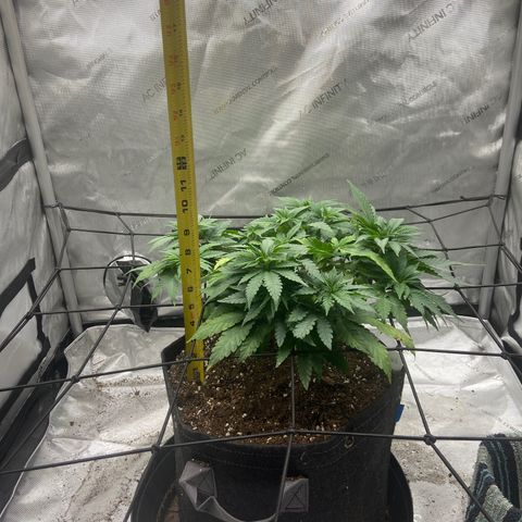 Gush Mintz growlog photo: -10:25pm