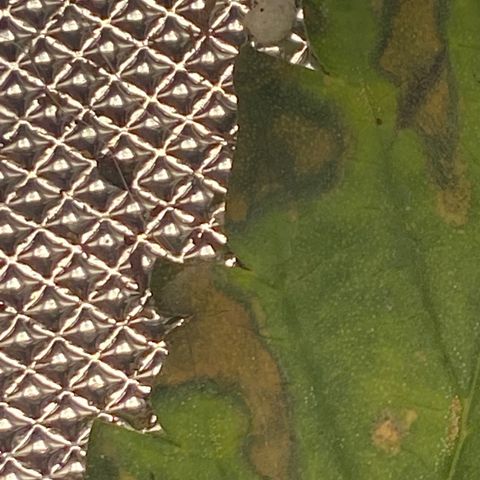 Gush Mintz growlog photo: Pest or nutrient problem
-10:29am