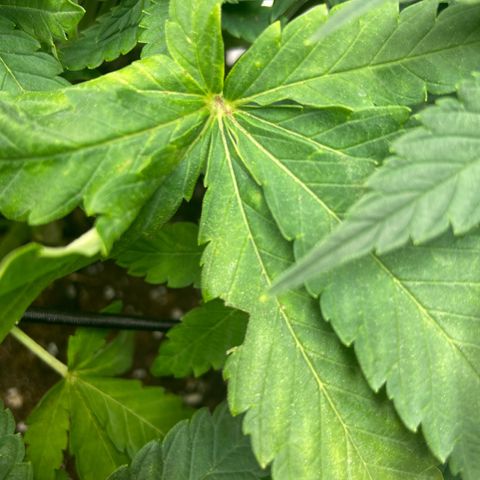 Gush Mintz growlog photo: Pest or nutrient problem
-10:29am