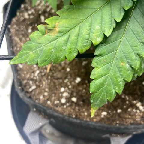 Gush Mintz growlog photo: Pest or nutrient problem
-10:29am