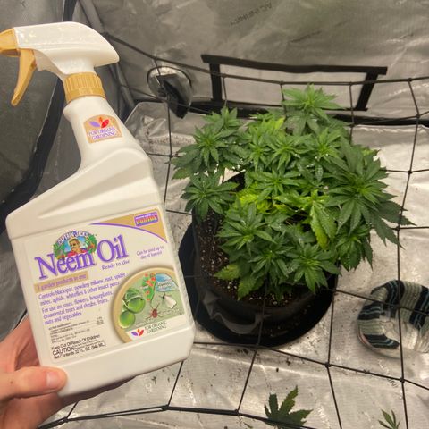 Gush Mintz growlog timeline photo