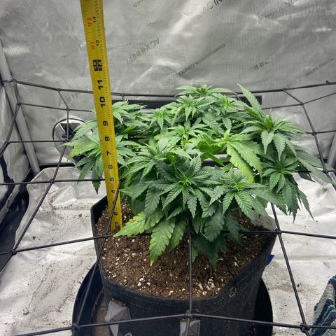 Gush Mintz growlog photo: 8:00pm