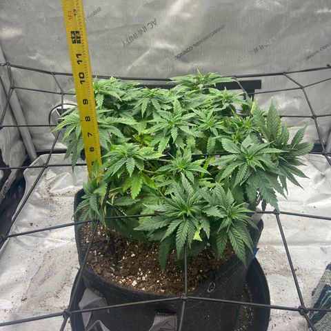 Gush Mintz growlog timeline photo