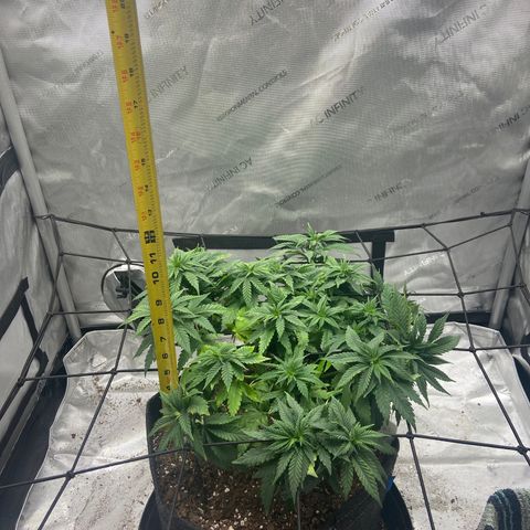 Gush Mintz growlog photo: -8:57pm