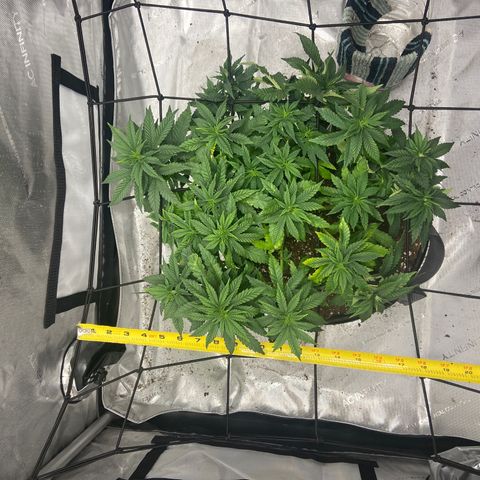 Gush Mintz growlog timeline photo