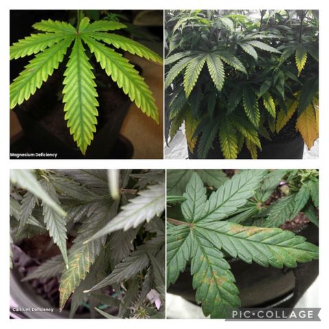 Gush Mintz growlog timeline photo