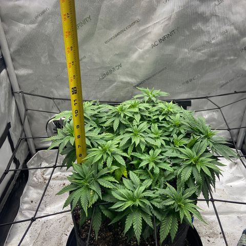Gush Mintz growlog photo: 8:40pm
