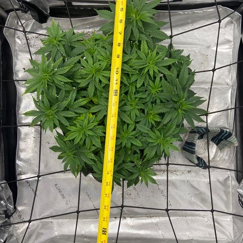 Gush Mintz growlog photo: 8:40pm