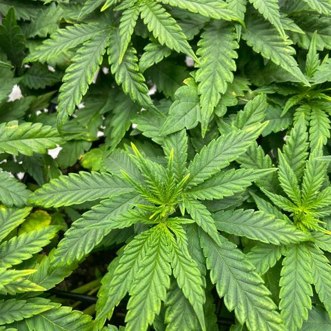 Gush Mintz growlog photo: Mag Deficiency on new and old growth. 