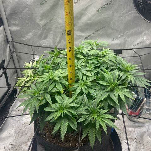 Gush Mintz growlog photo: -7:18pm