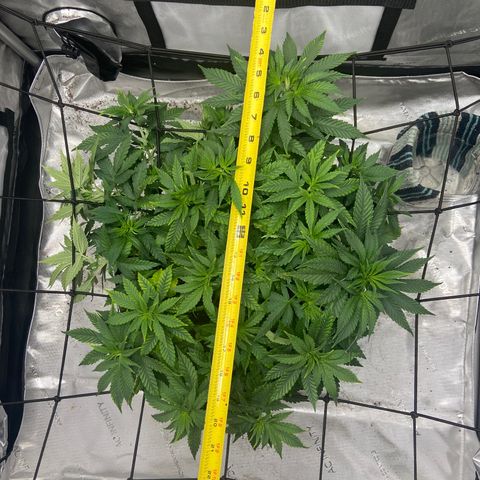 Gush Mintz growlog photo: -7:18pm