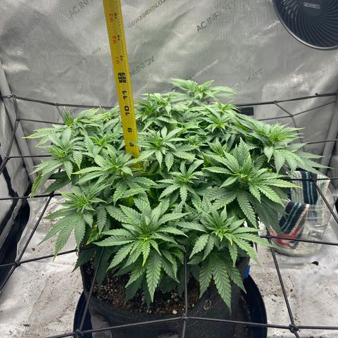 Gush Mintz growlog photo: -9:39pm
