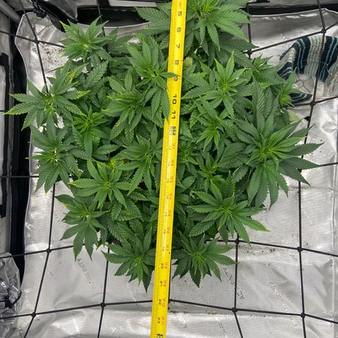 Gush Mintz growlog timeline photo