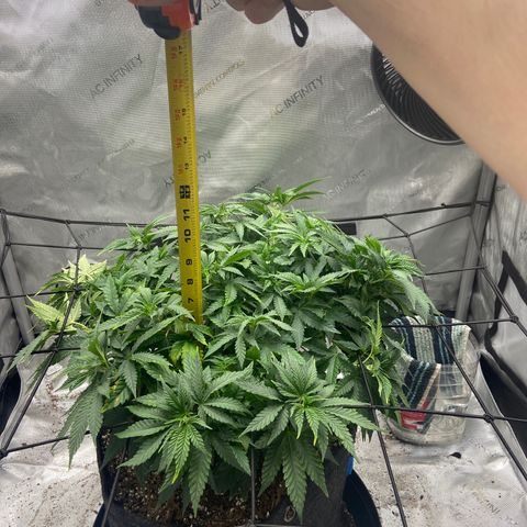 Gush Mintz growlog timeline photo