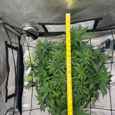 Gush Mintz growlog photo: -9:00pm